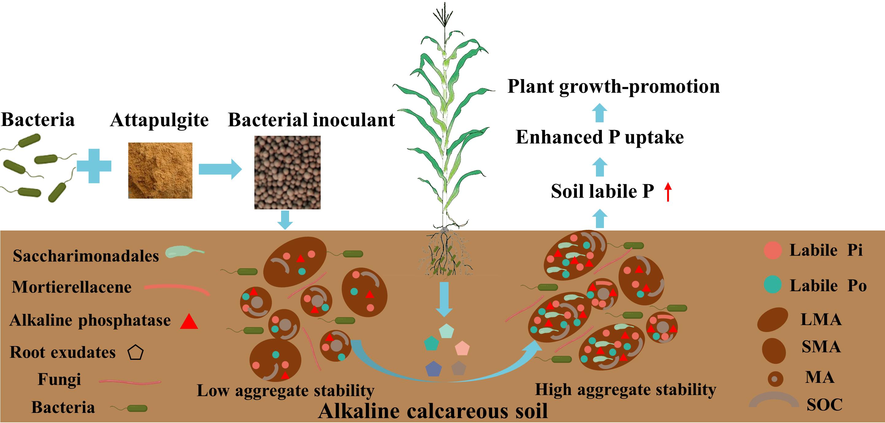 固态粒状细菌惯性增强液层土壤磷可用性以促进肥壮